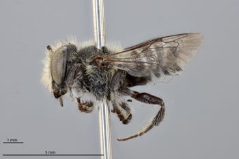 Media type: image;   Entomology 791097 Aspect: habitus lateral view